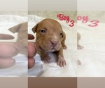 Small #3 American Bully