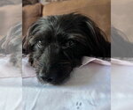 Small #1 Mutt