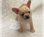 Small Photo #7 French Bulldog Puppy For Sale in LEES SUMMIT, MO, USA