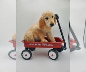 Golden Retriever Puppy for sale in GOSHEN, IN, USA