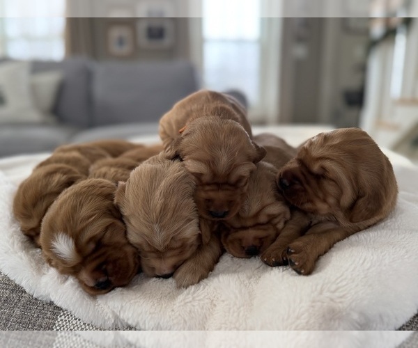 Medium Photo #4 Golden Retriever Puppy For Sale in DE PERE, WI, USA