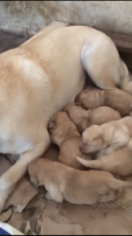 Mother of the Labrador Retriever puppies born on 12/01/2017