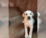 Small #5 Labrador Retriever