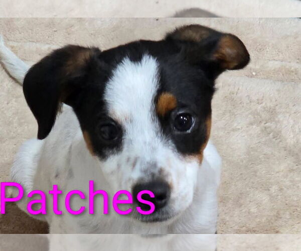 Medium Photo #1 Chihuahua-Unknown Mix Puppy For Sale in Wakefield, RI, USA