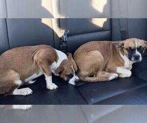 Hope - ADOPTION PENDING!! - Female Boxer-Unknown Mix Dog for Adoption - Photo #5