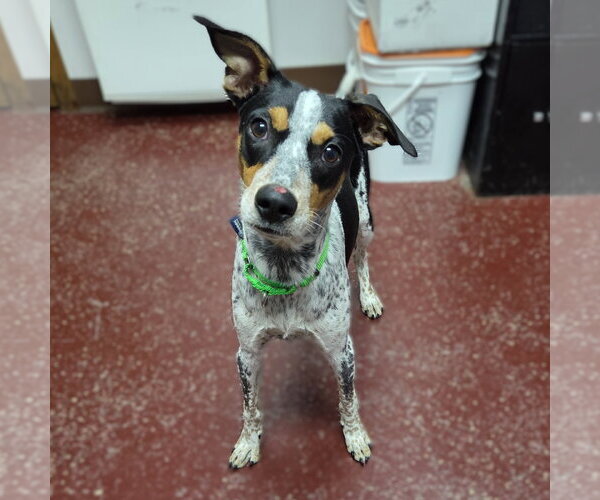 Medium Photo #5 Mutt Puppy For Sale in Fargo, ND, USA