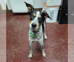 Small #4 Mutt
