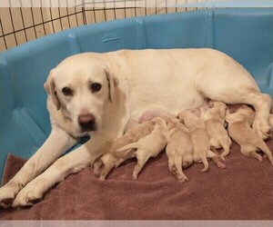 Mother of the Labrador Retriever puppies born on 11/05/2022