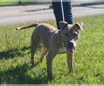 Small #3 American Pit Bull Terrier Mix