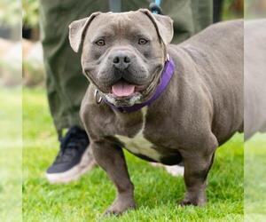 *KING - Male American Staffordshire Terrier-Unknown Mix Dog for Adoption - Photo #3
