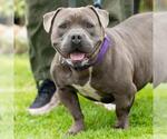 Small #2 American Staffordshire Terrier Mix