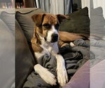 Small #4 Labrador Retriever Mix