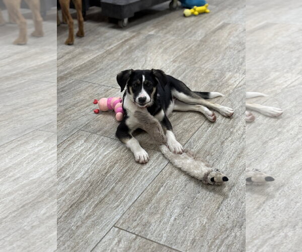 Medium Photo #3 Australian Shepherd-Unknown Mix Puppy For Sale in Menifee, CA, USA