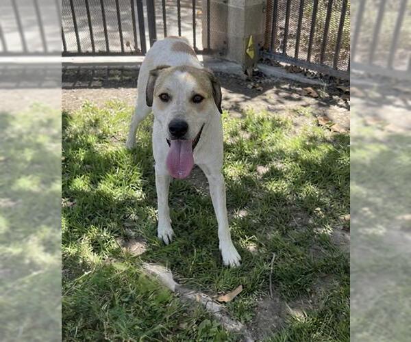 Medium Photo #2 American Staffordshire Terrier-Great Pyrenees Mix Puppy For Sale in Riverside, CA, USA