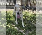 Small #1 American Staffordshire Terrier-Great Pyrenees Mix