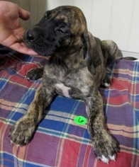 Great Dane Puppy for sale in CANNON INTERNATIONAL AIRPORT, NV, USA