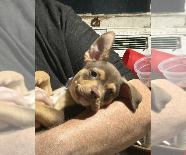 Medium Photo #2 Mutt Puppy For Sale in Evansville, IN, USA