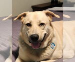 Small Huskies -Labrador Retriever Mix