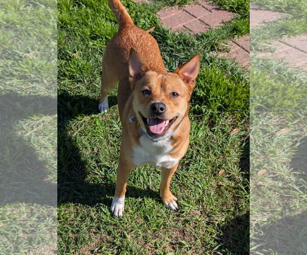 Medium Photo #10 Akita-Saluki Mix Puppy For Sale in Oakhurst, NJ, USA