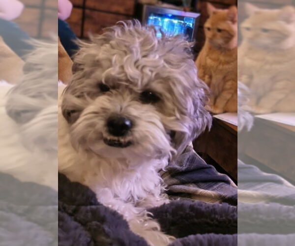 Medium Photo #4 Shih Tzu-Unknown Mix Puppy For Sale in Plymouth, MN, USA