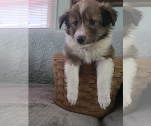 Medium Shetland Sheepdog
