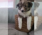 Puppy Puppy 1 Shetland Sheepdog