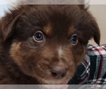 Small #1 Australian Shepherd