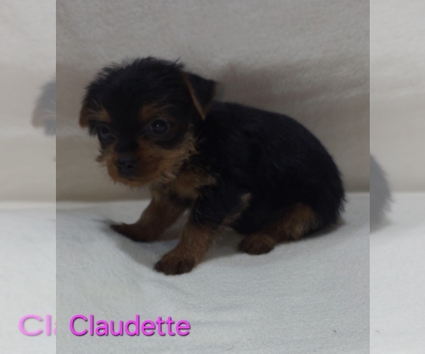 Medium Photo #9 Yorkshire Terrier Puppy For Sale in AZLE, TX, USA