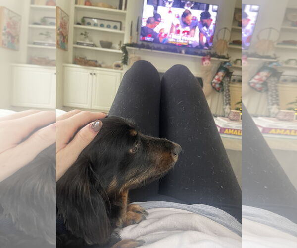 Medium Photo #5 Dachshund Puppy For Sale in Fruitland, SC, USA