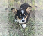 Puppy Red Boy Pembroke Welsh Corgi