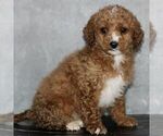 Small #1 Poodle (Miniature)
