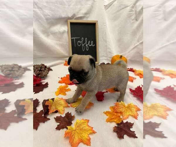 Medium Photo #19 Pug Puppy For Sale in BRIDGEWATER, VA, USA