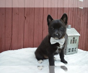 Pomsky Puppy for sale in HONEY BROOK, PA, USA