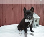Small Photo #1 Pomsky Puppy For Sale in HONEY BROOK, PA, USA