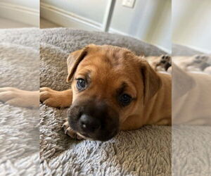 French Bulldog-Unknown Mix Dogs for adoption in Lake Forest, CA, USA