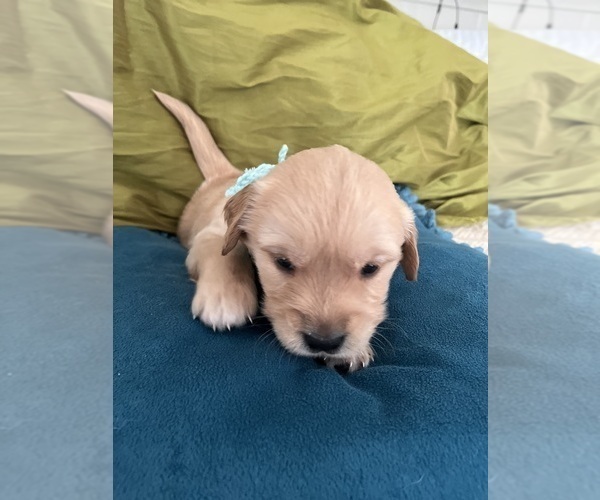 Medium Photo #8 Golden Retriever Puppy For Sale in SAN MARCOS, TX, USA
