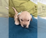Small #7 Golden Retriever