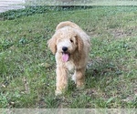 Small Photo #16 Goldendoodle Puppy For Sale in CANON, GA, USA