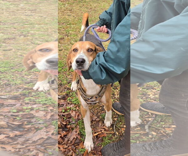 Medium Photo #14 Mutt Puppy For Sale in Rustburg, VA, USA