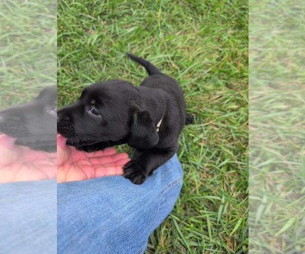 Medium Photo #8 Labrador Retriever Puppy For Sale in EDINBURG, VA, USA