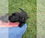 Small #7 Labrador Retriever