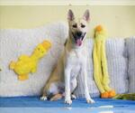 Small German Shepherd Dog Mix