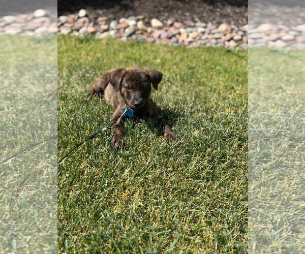 Medium Photo #2 Mutt Puppy For Sale in Plainfield, IL, USA