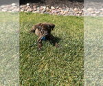 Small #1 Mutt