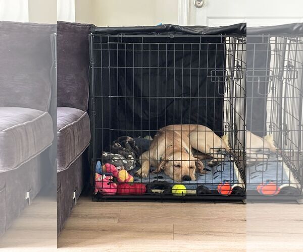 Medium Photo #14 Labrador Retriever-Unknown Mix Puppy For Sale in Oakhurst, NJ, USA