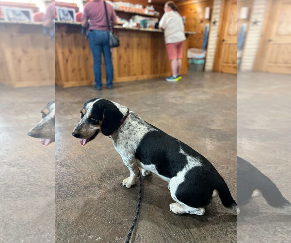 Medium Photo #4 Bagle Hound Puppy For Sale in Carrollton, TX, USA