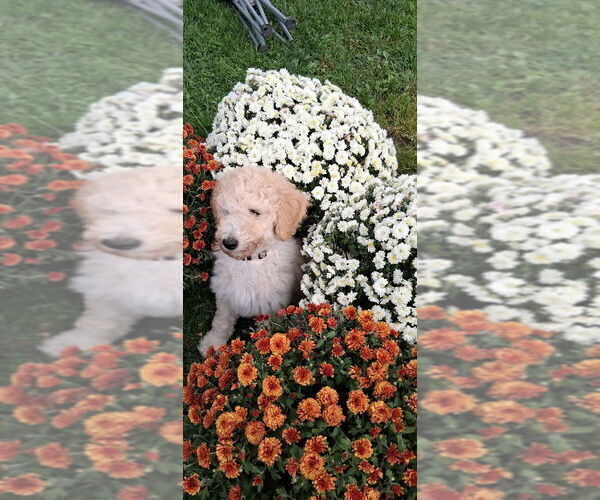 Medium Photo #5 Goldendoodle Puppy For Sale in PORT LEYDEN, NY, USA