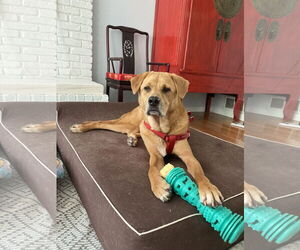 Labrador Retriever-Unknown Mix Dogs for adoption in Oakhurst, NJ, USA