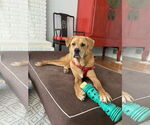 Small Photo #1 Labrador Retriever-Unknown Mix Puppy For Sale in Oakhurst, NJ, USA