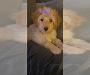 Aussiedoodle Miniature  Puppy for sale in OTTAWA, OH, USA